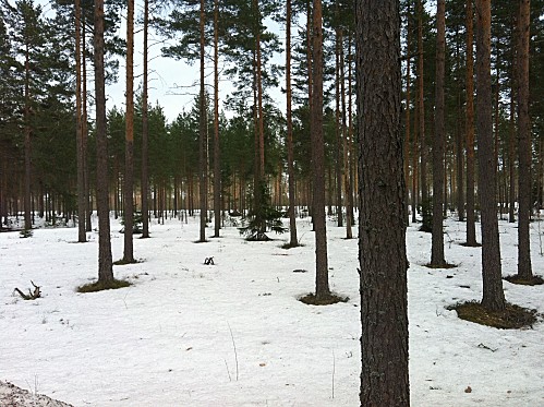 finland-larp-forest.JPG