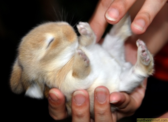 baby-rabbit-in-palm-hand-12561266657